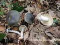 Tricholoma saponaceum-amf1842